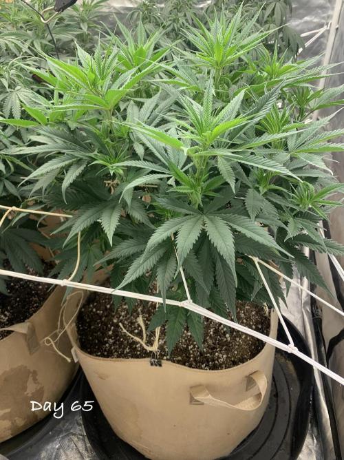 Organic grow in amended Peat mix. Week 10 - Day 65