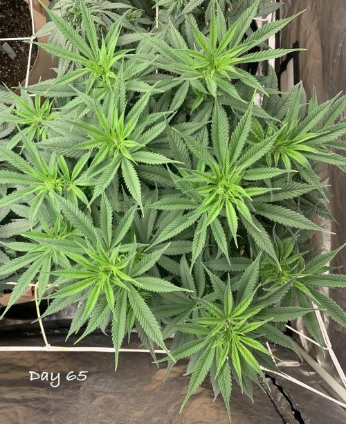 Organic grow in amended Peat mix. Week 10 - Day 65