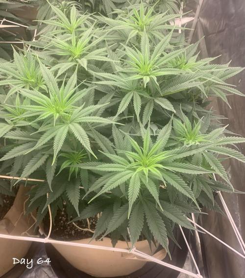 Organic grow in amended Peat mix. Week 10 - Day 64