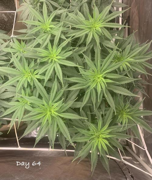 Organic grow in amended Peat mix. Week 10 - Day 64