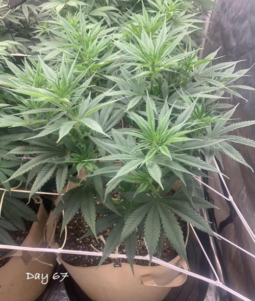 Organic grow in amended Peat mix. Week 10 - Day 67