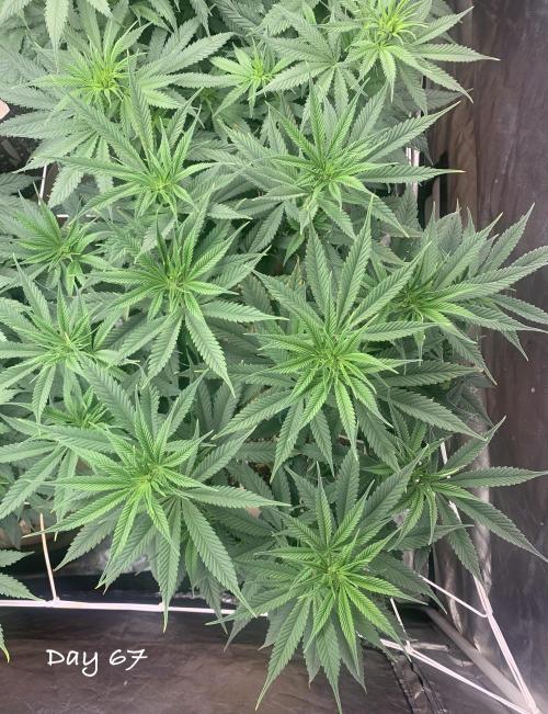Organic grow in amended Peat mix. Week 10 - Day 67
