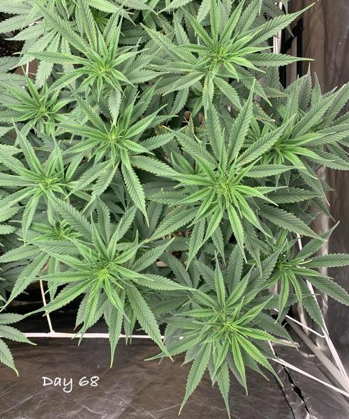 Organic grow in amended Peat mix. Week 10 - Day 68