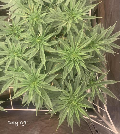 Organic grow in amended Peat mix. Week 10 - Day 69