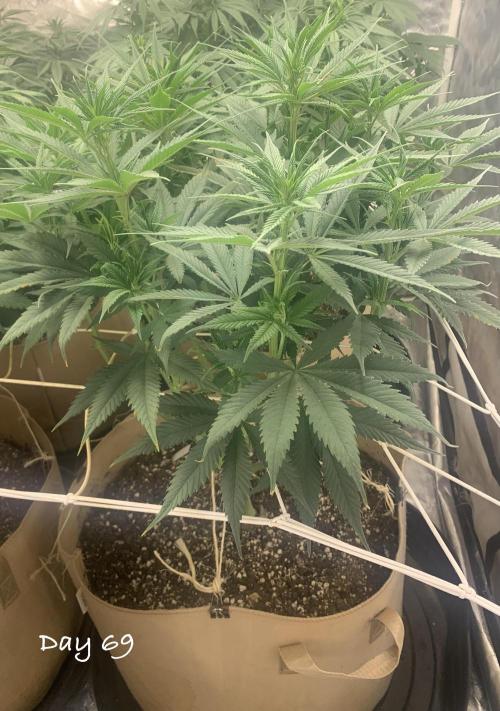 Organic grow in amended Peat mix. Week 10 - Day 69