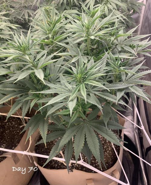 Organic grow in amended Peat mix. Week 10 - Day 70

