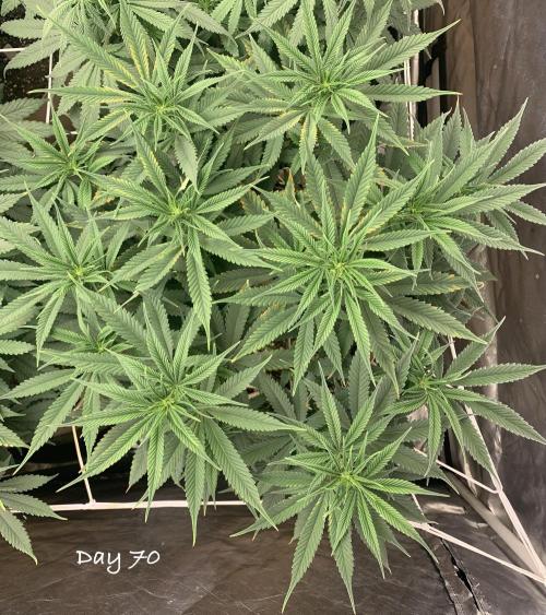 Organic grow in amended Peat mix. Week 10 - Day 70