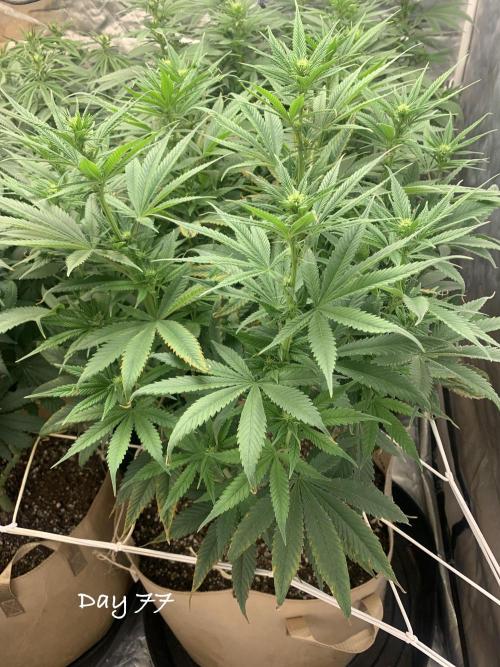 Organic grow in amended Peat mix. Week 11 - Day 77