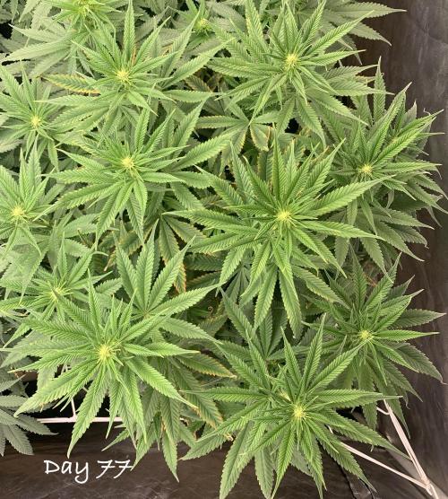 Organic grow in amended Peat mix. Week 11 - Day 77