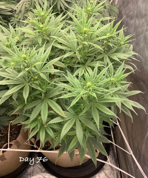 Organic grow in amended Peat mix. Week 11 - Day 76