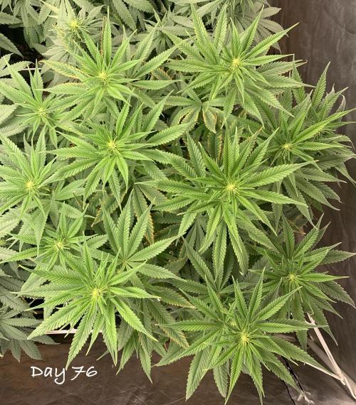 Organic grow in amended Peat mix. Week 11 - Day 76