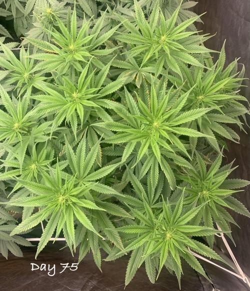 Organic grow in amended Peat mix. Week 11 - Day 75