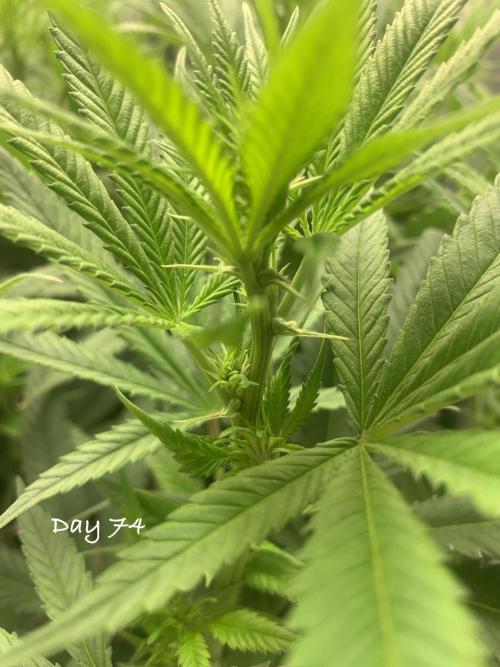 Organic grow in amended Peat mix. Week 11 - Day 74