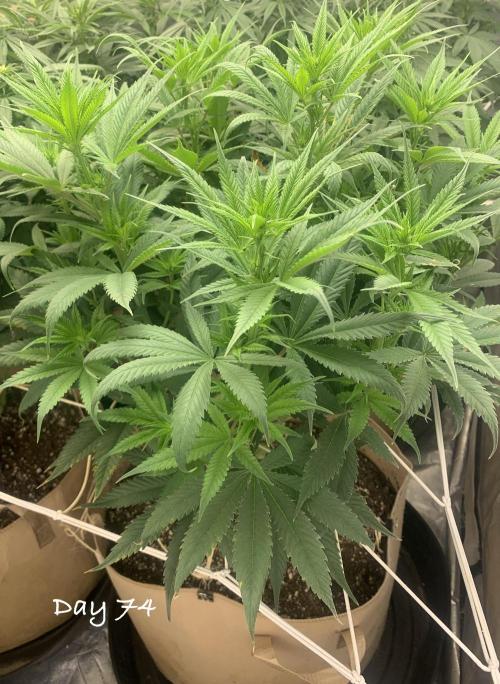 Organic grow in amended Peat mix. Week 11 - Day 74