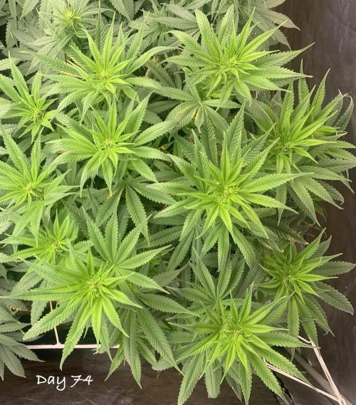 Organic grow in amended Peat mix. Week 11 - Day 74