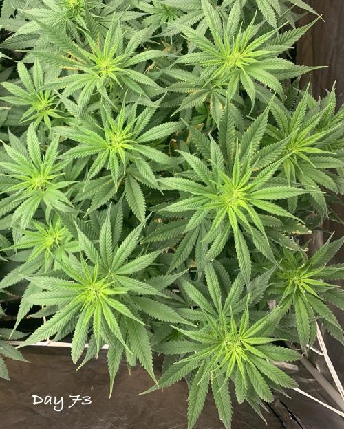 Organic grow in amended Peat mix. Week 11 - Day 73