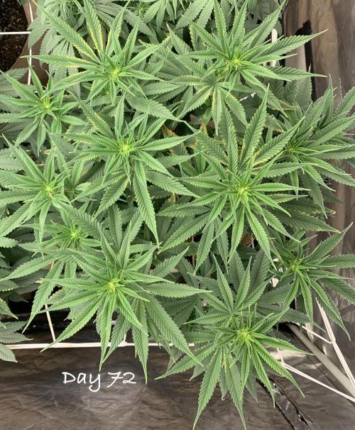 Organic grow in amended Peat mix. Week 11 - Day 72
