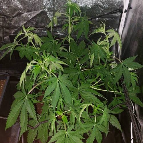 Killer Kush Fast Version. Week 8