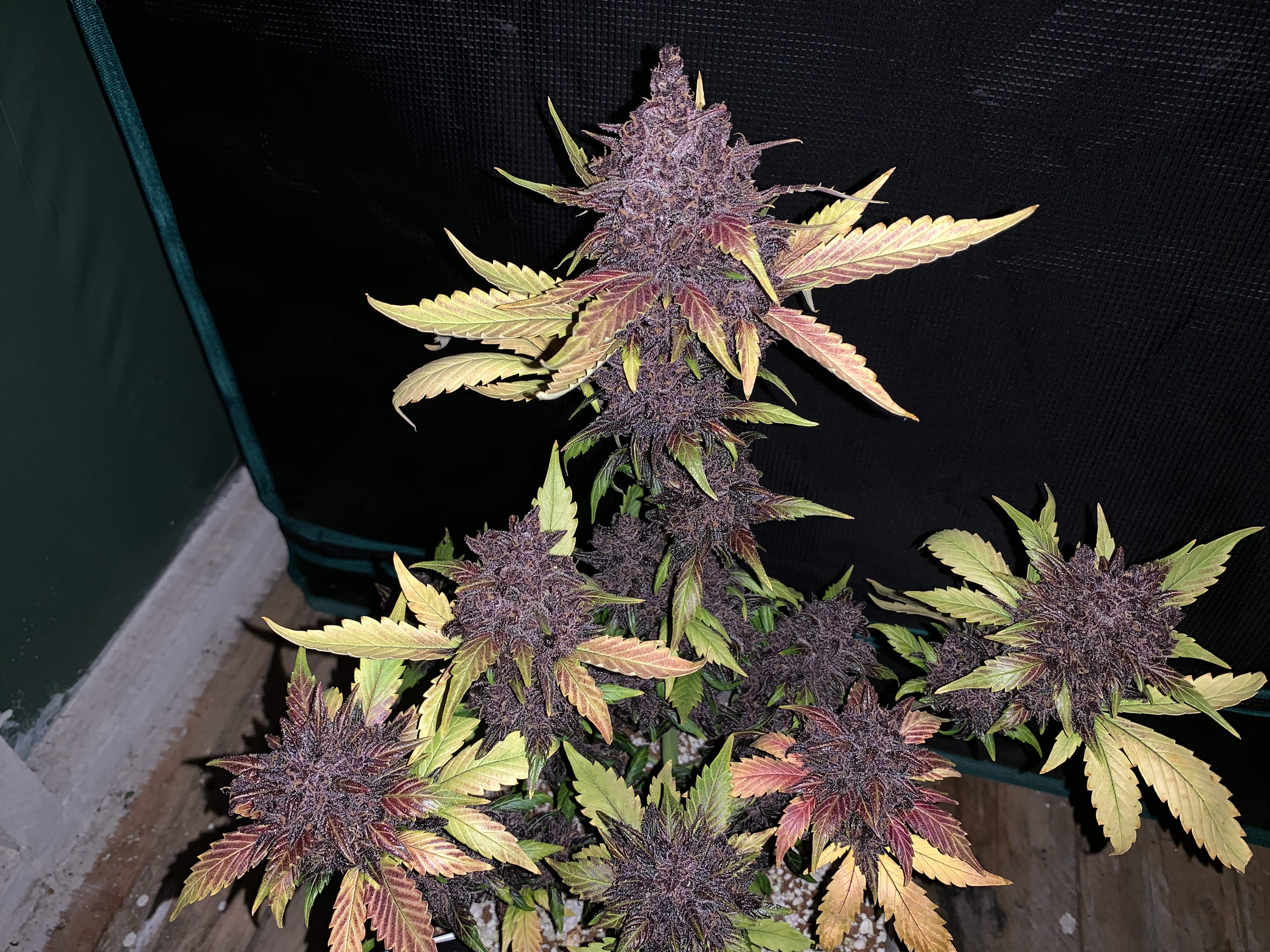 Dutch Passion Auto Blackberry Kush grow diary (journal) harvest12 by CannaCrew420 - GrowDiaries