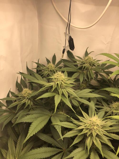 Ice cream haze 25. Week 8