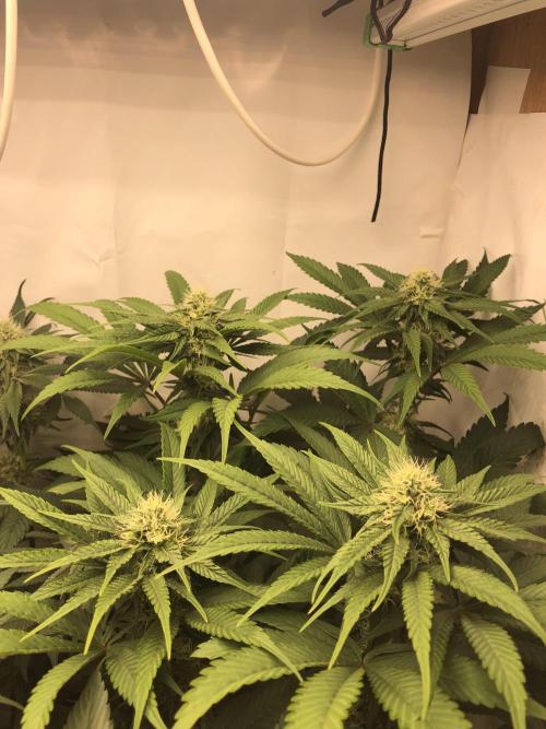 Ice cream haze 25. Week 8