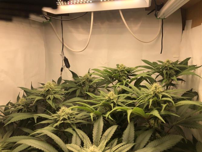 Ice cream haze 25. Week 8