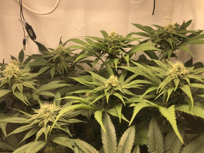 Ice cream haze 25. Week 8