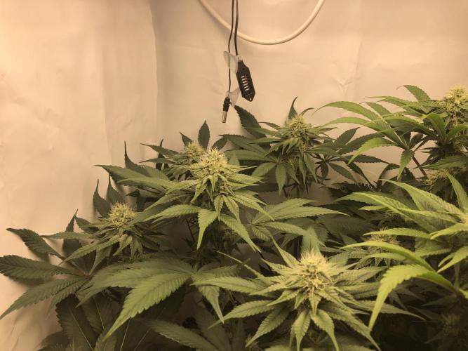 Ice cream haze 25. Week 8