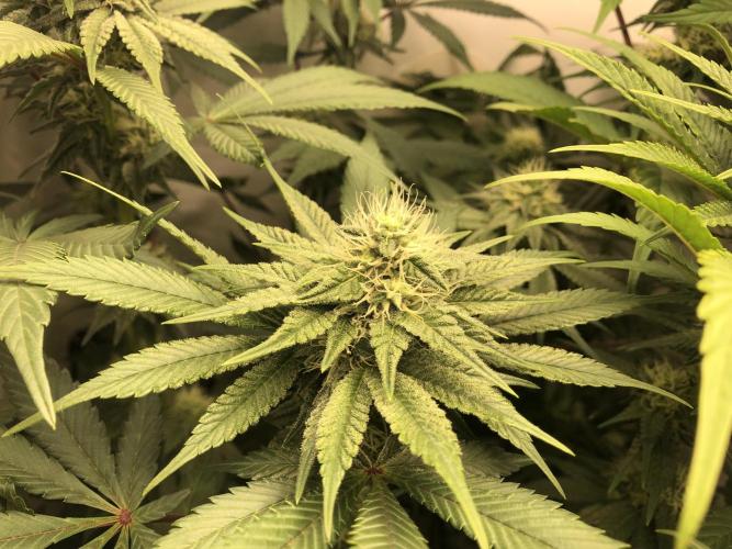 Ice cream haze 25. Week 8