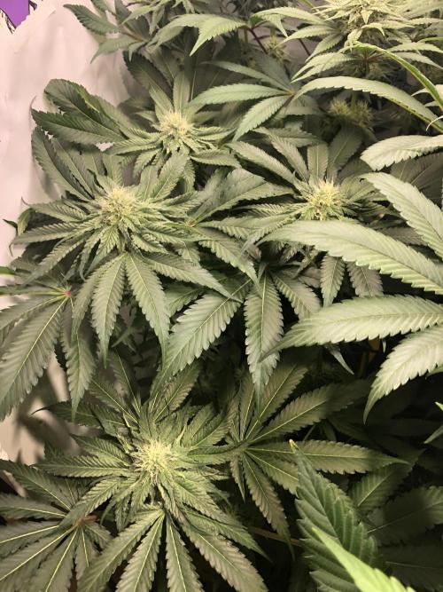 Bay burguer 25. Week 8