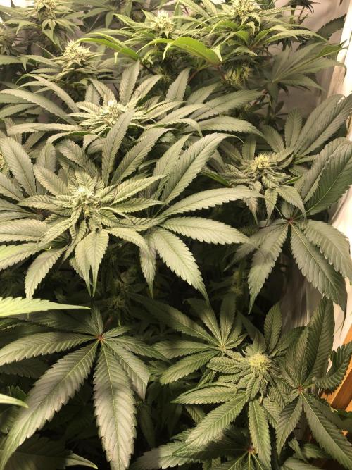 Bay burguer 25. Week 8