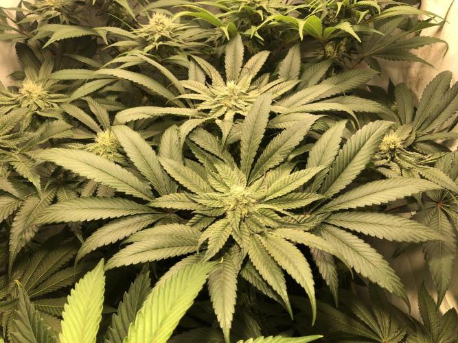 Bay burguer 25. Week 8