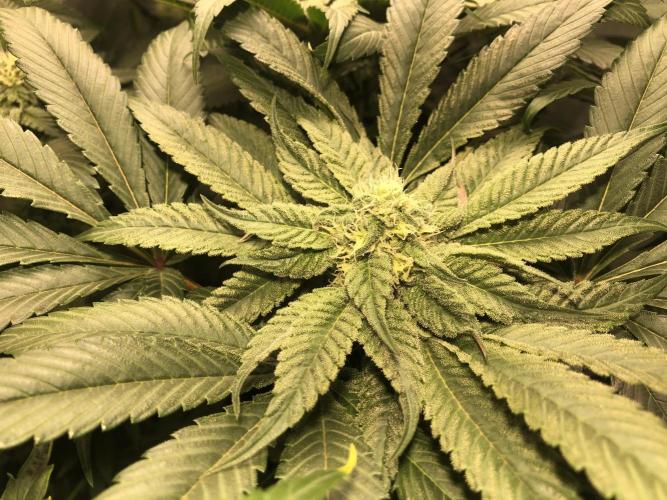 Bay burguer 25. Week 8