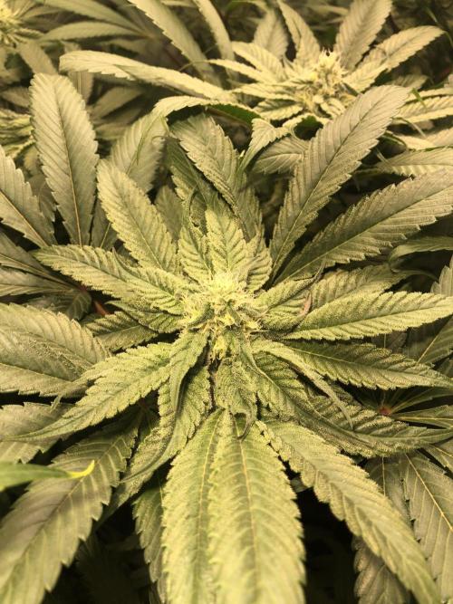 Bay burguer 25. Week 8