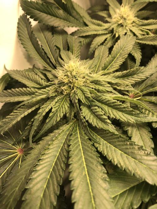 Bay burguer 25. Week 8