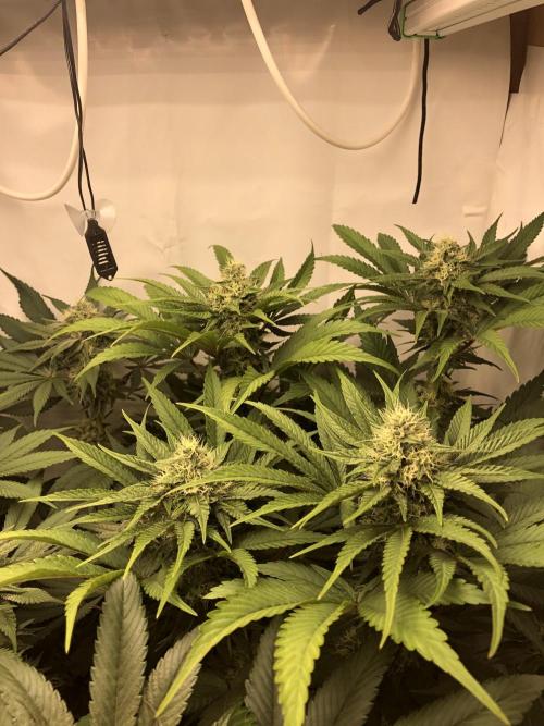 Ice cream haze 25. Week 9