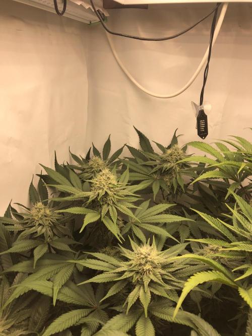 Ice cream haze 25. Week 9