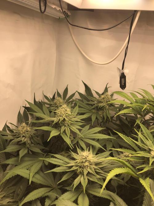 Ice cream haze 25. Week 9