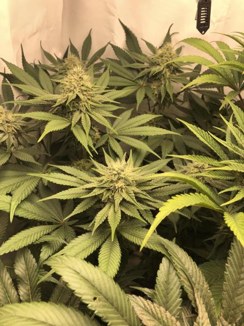 Ice cream haze 25. Week 9