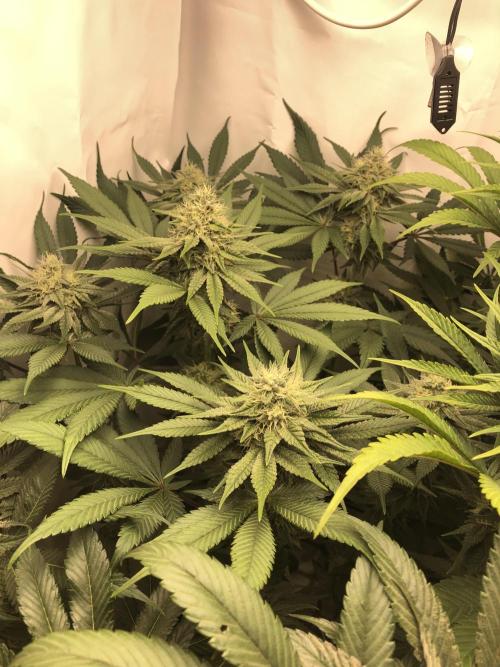 Ice cream haze 25. Week 9