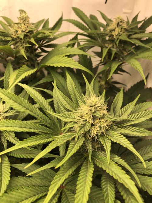 Ice cream haze 25. Week 9