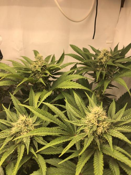 Ice cream haze 25. Week 9