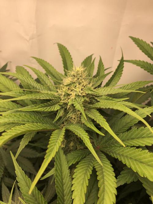 Ice cream haze 25. Week 9