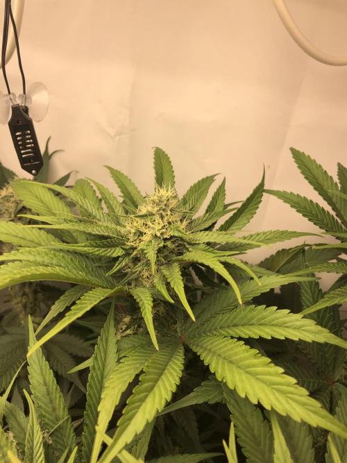 Ice cream haze 25. Week 9