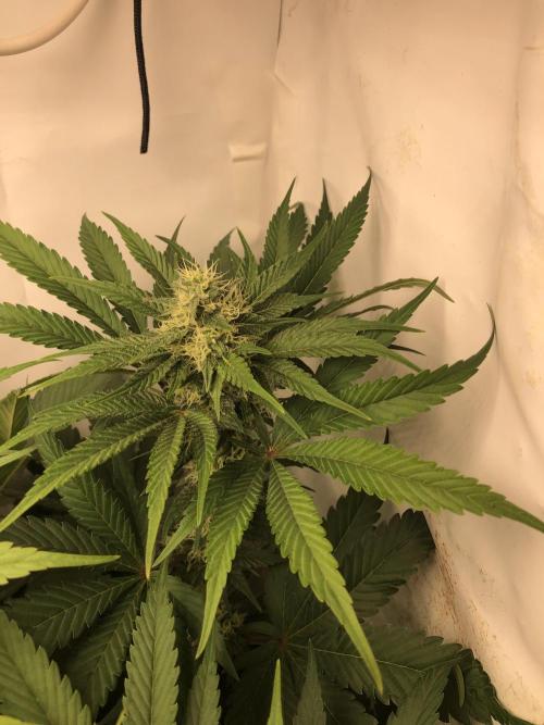 Ice cream haze 25. Week 9