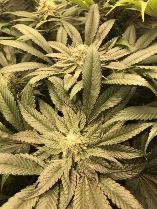 Bay burguer 25. Week 9