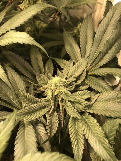 Bay burguer 25. Week 9