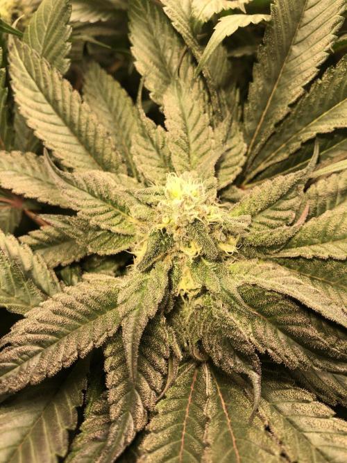 Bay burguer 25. Week 9