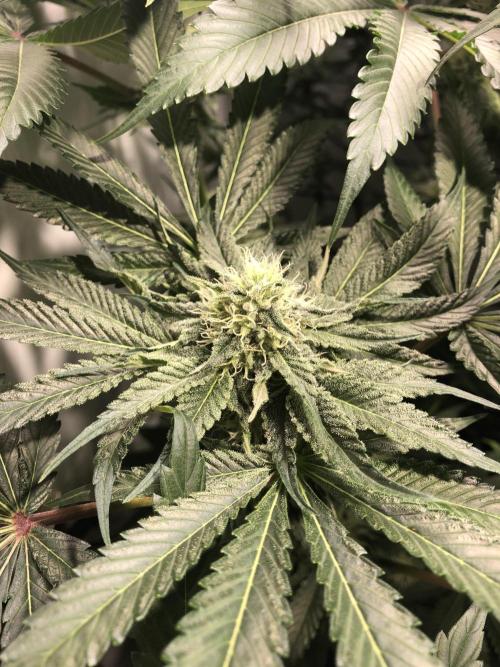 Bay burguer 25. Week 9