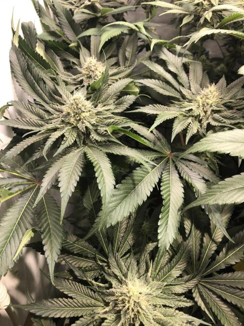 Bay burguer 25. Week 9